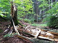 11-zum-hirschewaldweg
