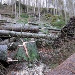 Flößersteig zwischen Neumann- und Felsenmühle