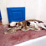 18-katzen