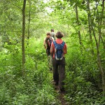 Urwald