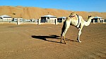 14-wueste