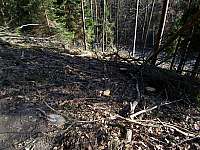 18-holzeinschlag-spanghorn
